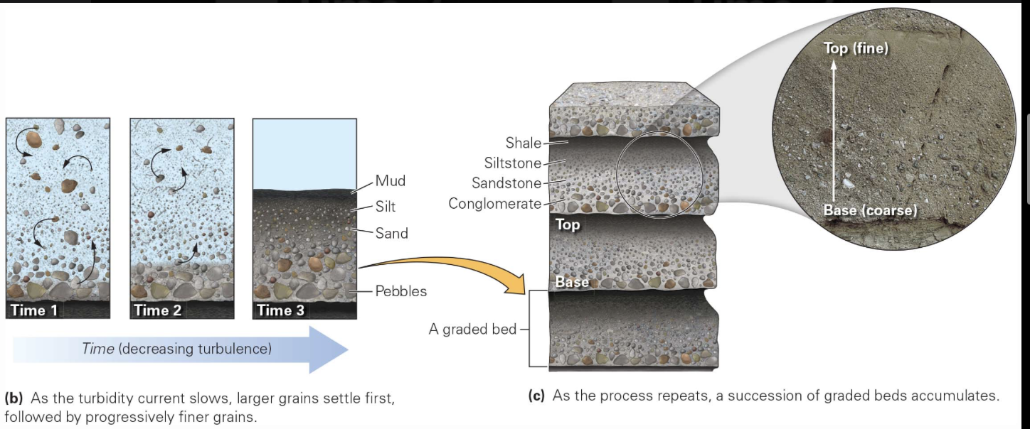 <p>as sediment goes downslope, turbidity current slows, and the sediment that it carried starts to settle out where larger grains sink faster through a fluid than do finer grains, so the coarsest sediment settles out first</p><ul><li><p>finer grains accumulate on top, with the finest sediment (clay) settling out last</p></li><li><p> <span style="color: rgb(255, 0, 0);"><strong><em>turbidites</em></strong></span> → deposit from a turbidity current</p><ul><li><p>many overlapping turbidites build into a broad apron called a <span style="color: rgb(255, 0, 0);"><strong><em>submarine fan</em></strong></span></p></li></ul></li></ul><p></p>