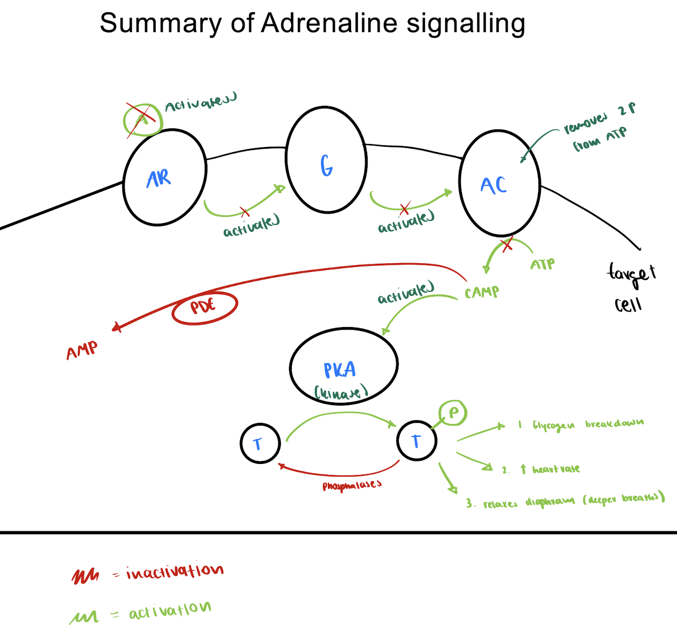 <ol><li><p>adrenal glands release adrenalin via regulated exocytosis</p></li><li><p>binds to adrenalin receptor → activates <strong>G-protein-coupled receptors</strong></p></li><li><p>adenylyl cyclase:   ATP → cAMP</p></li><li><p>cAMP activates PKA (kinase) </p></li><li><p>kinase phosphorylates (activates) target protein </p></li></ol><p></p><p><u>activated target protein:</u></p><ol><li><p>glycogen breakdown</p></li><li><p>increases heart rate </p></li><li><p>relaxes diaphragm (can take easier deeper breaths) </p></li></ol><p></p>