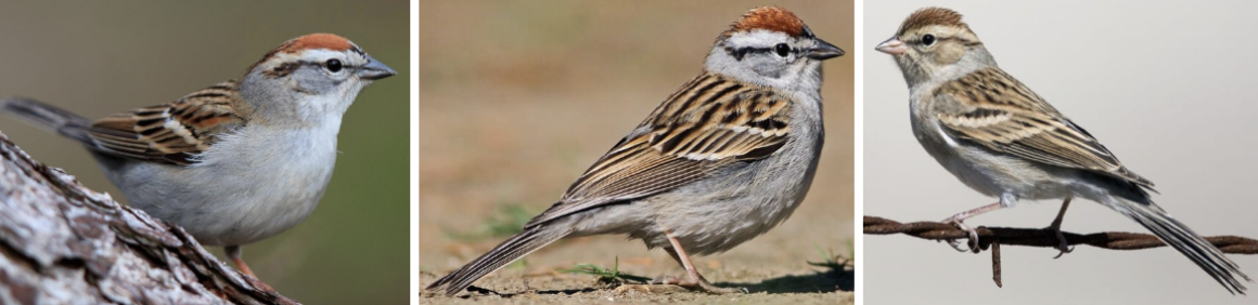 <ul><li><p><span style="background-color: transparent;"><strong>Habitat:</strong> around trees, grassy forests, woodlands and edges, and parks and shrubby or tree-lined backyards, gravitate toward evergreens when available, also use aspen, birch, oak, pecan, and eucalyptus trees</span><span>&nbsp;</span></p></li><li><p><span style="background-color: transparent;"><strong>Diet:</strong> mainly seeds from a variety of grasses and herbs, breeding season- also hunt insects, insects also larger part of summer diet, sometimes eat small fruits</span></p></li><li><p><span style="background-color: transparent;"><strong>Characteristics:</strong> small, slender, medium size bill, characteristic brown sparrow mottling on back, frosty underparts, pale face, black line through eye, summer- rusty red crown, winter- subdued with darkly streaked upperparts, fairly long tail</span></p></li></ul><p></p>