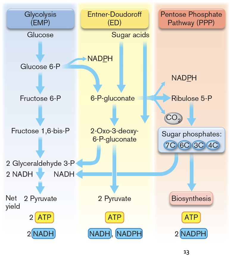 <p>convert glucose to glyeraldehyde 3-p which is oxidized to pyruvate the same way in all 3</p>