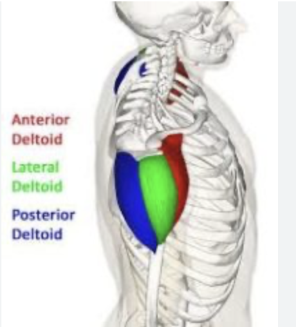 <p>Deltoid - Action<br>1. Anterior: flexion + medial rotation<br>2. Middle: ________<br>3. Posterior:  extension + lateral rotation</p><p>What’s the medial fiber actions?</p>