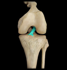 <p>Coonective tissues that connect bone to bone</p>