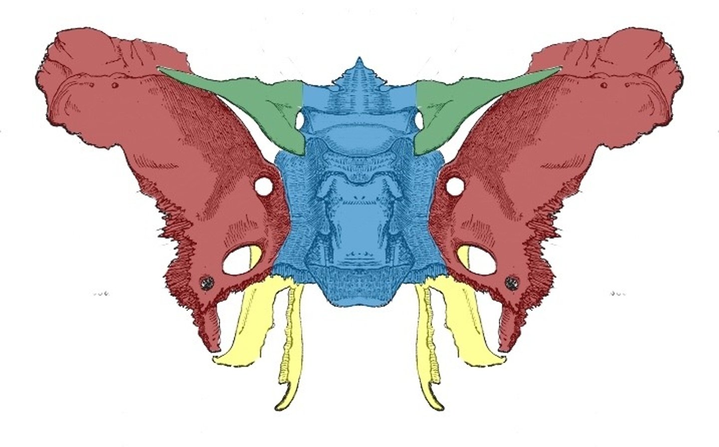 <p>Bone that joins all of the bones of the cranium together</p>
