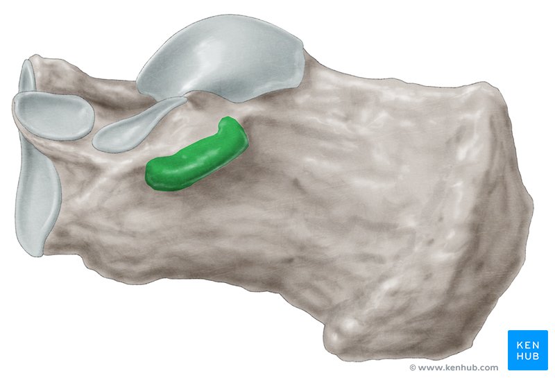 <p>Sustentaculum Tail</p>