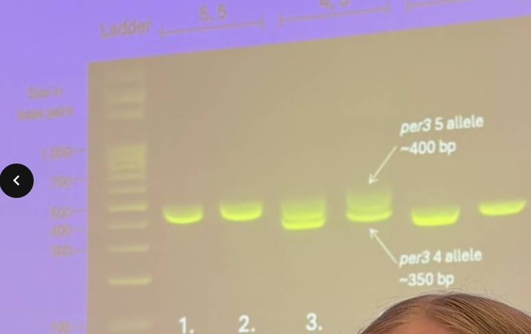 <p>Four people perform a sleep analysis by amplifying the PER3 gene. You observe the samples on the gel below after the PCR reaction. For sample 3: the phenotype of this person would be a: </p>