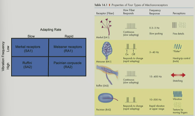<p>Merkel receptors (SA1)</p><ul><li><p>slow adapting</p></li><li><p>fire/respond continuously</p></li><li><p>respond to low frequency vibrations</p></li><li><p>perceives fine details</p></li></ul><p>_</p><p>Meissner receptors (RA1)</p><ul><li><p>rapid adapting</p></li><li><p>fire/respond to change (onset/offset)</p></li><li><p>respond to low frequency vibrations</p></li><li><p>perceive handgrip control/strength</p></li></ul><p>_</p><p>Ruffini cylinders (SA2)</p><ul><li><p>slow adapting</p></li><li><p>fire/respond continuously</p></li><li><p>respond to high frequency vibrations</p></li><li><p>perceives stretching of skin</p></li></ul><p>_</p><p>Pacinian corpuscle (RA2)</p><ul><li><p>rapid adapting</p></li><li><p>fire/respond to change (onset/offset)</p></li><li><p>respond to high frequency vibrations</p></li><li><p>perceive vibrations &amp; texture felt when moving fingers</p></li></ul><div data-type="horizontalRule"><hr></div><p>remember (for depth—RFs—frequency vibrations):</p><ul><li><p>surface (1) — small — low</p></li><li><p>deep (2) — large — high</p></li></ul><p><span style="color: rgb(148, 146, 146);">^ varies a bit for SA vs. RA</span></p>
