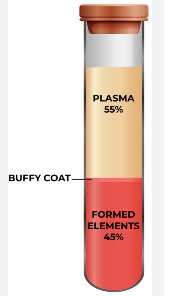 <p><span><span>1) </span></span><strong>Plasma</strong><span><span> (~55%): The liquid extracellular matrix. </span></span></p><p><span><span>2) </span></span><strong>Formed Elements</strong><span><span> (~45%): The cells and cell fragments (RBCs, WBCs, and platelets).</span></span></p>