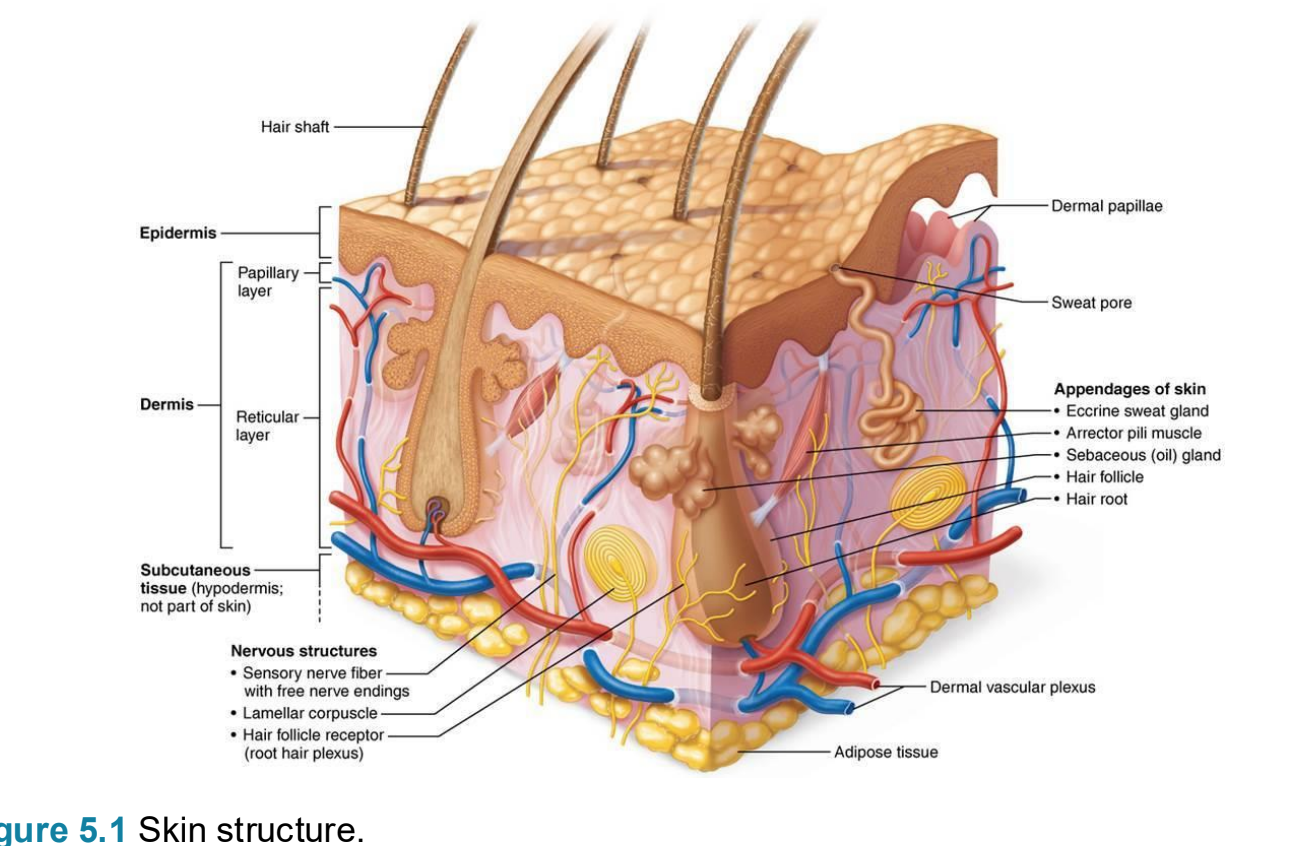 <p>top- to bottom (superficial to deep)</p><p>1- <strong>epidermis</strong></p><p>2- <strong>Dermis</strong></p><p>a-<strong>papillary</strong> layer</p><p>b-<strong>reticular </strong>layer</p><p></p><p>3- subcutaneous tissue/ hypodermis not part of ski</p>