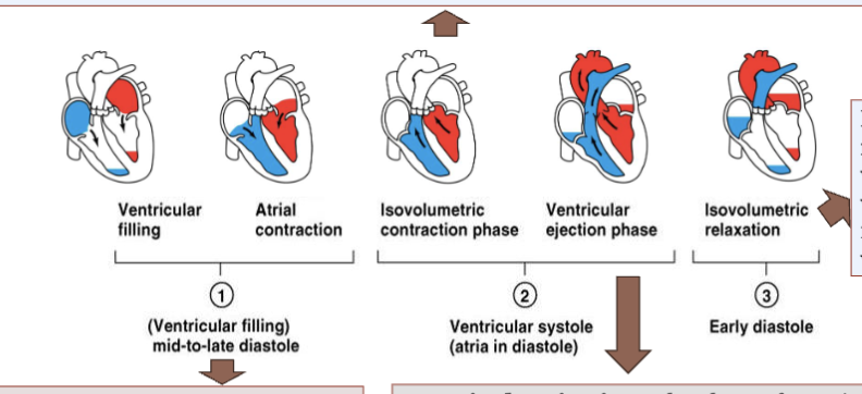 <p>end-diastolic volume (EDV): the amount of blood in the ventricle at the end of diastole</p><p>isovolumetric contraction: the initial phase of ventricular contraction where the muscle fibers contract but the valves remain closed, resulting in no change in ventricular volume. it builds tension in the heart muscle, preparing it to eject blood</p><p>ventricular ejection: the phase of ventricular contraction where the aortic and pulmonary valves open, allowing blood to be ejected from the ventricles into the aorta and pulmonary artery (blood is pumped throughout body)</p><p>isovolumetric relaxation: the ventricles relax, but valves remain closed, resulting in no change in ventricular volume</p>