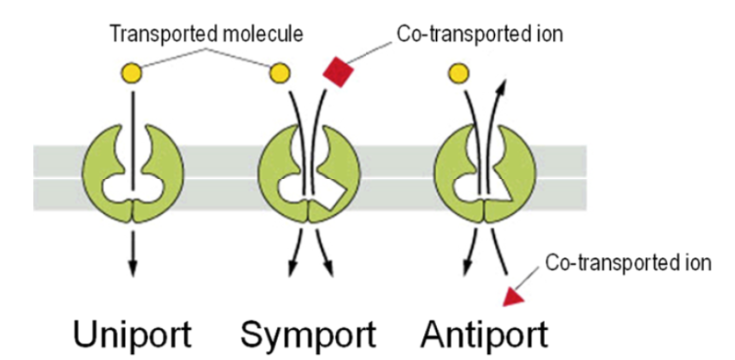 <p><span style="background-color: transparent;"><strong>S</strong>o<strong>L</strong>ute <strong>C</strong>arrier (<strong>SLC</strong>)<strong> protein-mediated uptake transport</strong> of substrate molecules upon binding, increasing absorption</span></p><ul><li><p><span style="background-color: transparent;">Three different types:</span></p><ul><li><p><span style="background-color: transparent;"><strong>Uniport</strong>: only one molecule needs to bind</span></p></li><li><p><span style="background-color: transparent;"><strong>Symport </strong>(cotransport system): two molecules need to bind on the same side and move in the same direction at the same time</span></p></li><li><p><span style="background-color: transparent;"><strong>Antiport</strong>: two molecules need to bind on opposite sides and move in different directions at the same time</span></p></li></ul></li></ul><p></p>