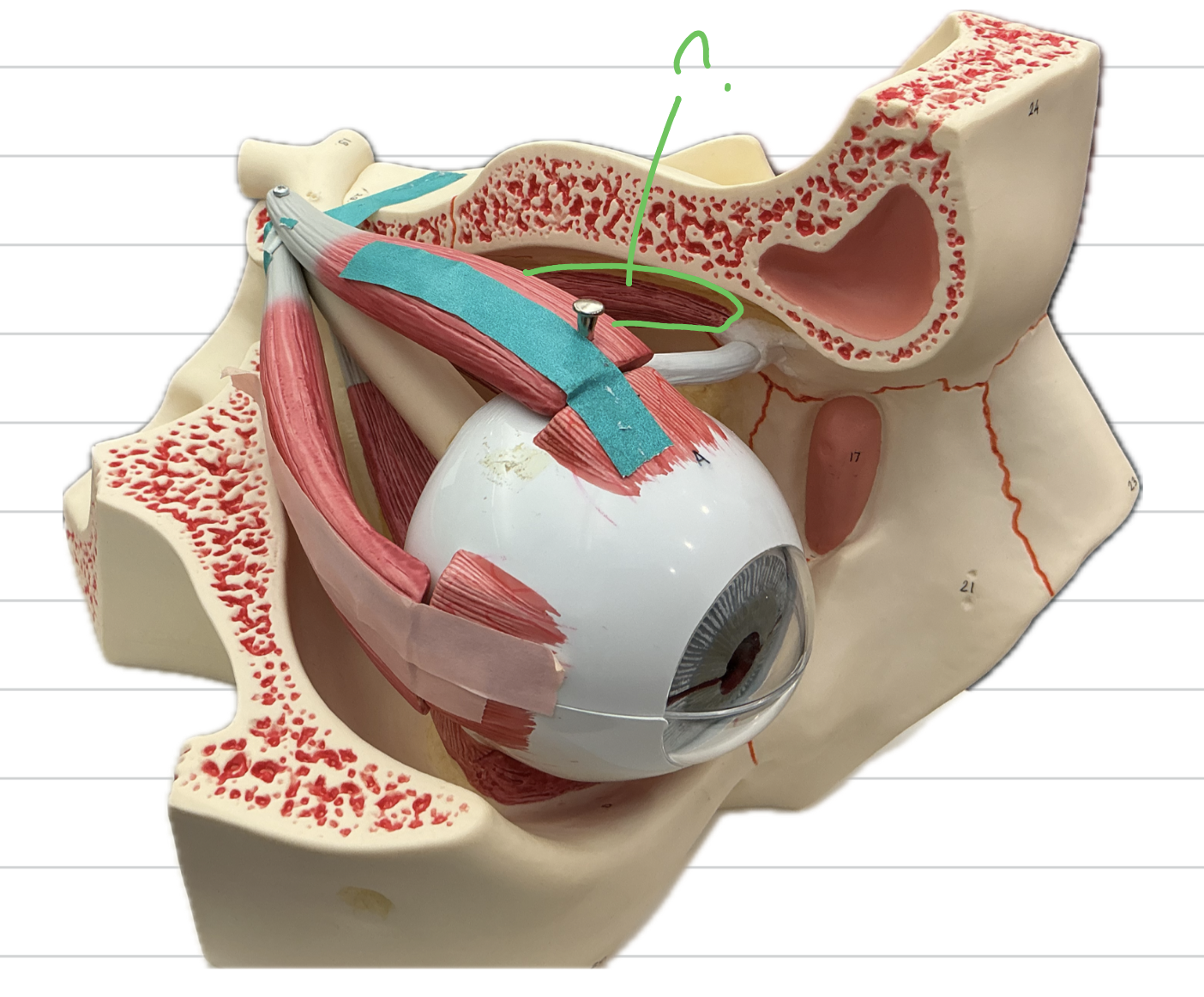 <p>innervated by?</p>