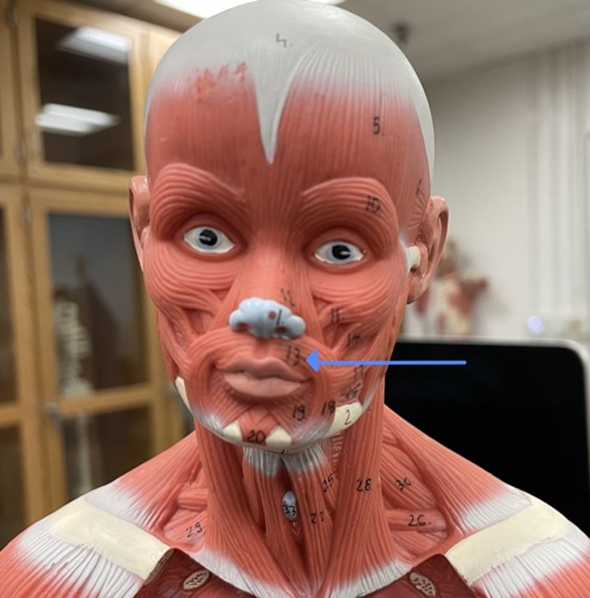 <p>orbicularis oris</p><p>origin:</p><p>insertion:</p><p>action:</p>