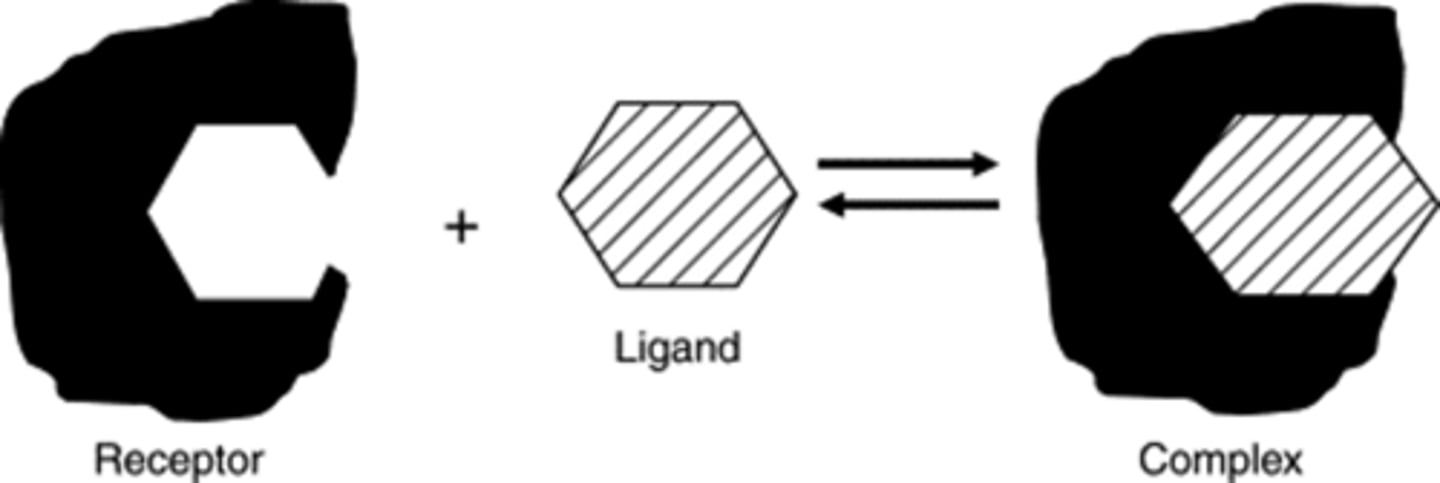 <p>at equilibrium biochemical reaction Kd</p>