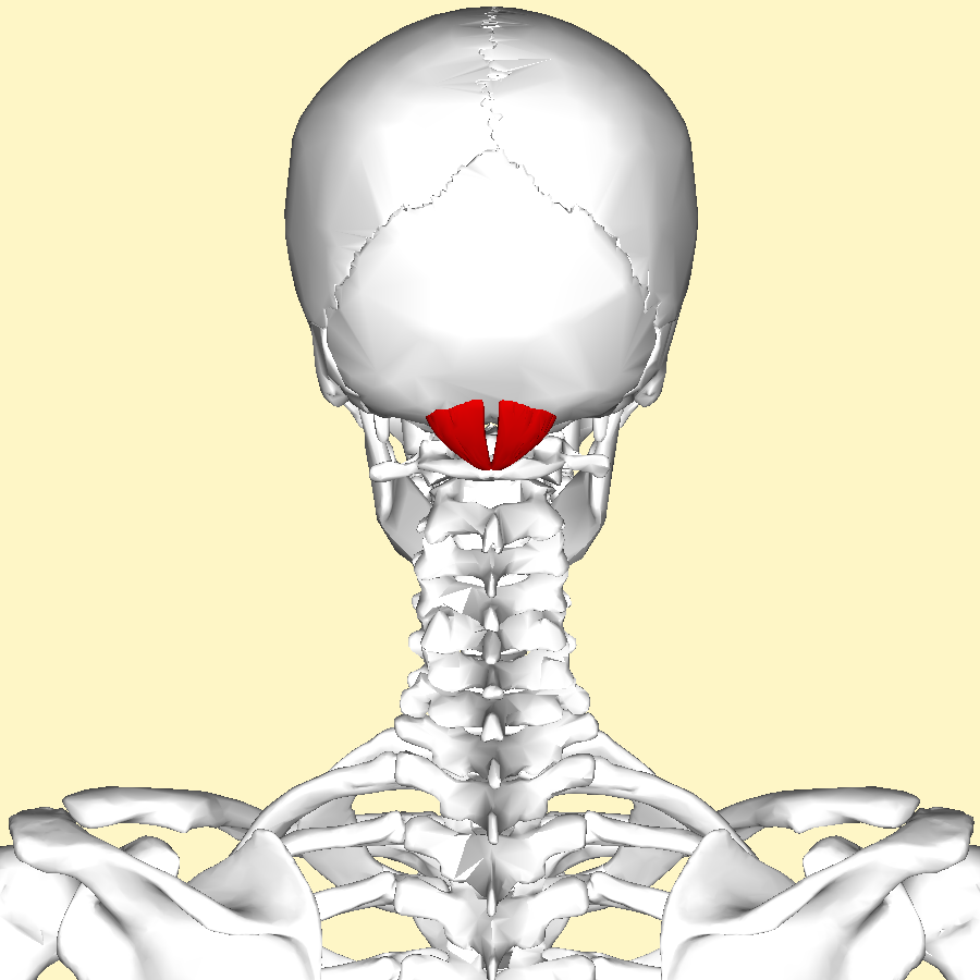 <p>O: Posterior tubercle of C1</p><p>I: Occipital bone just medial to RCP major</p><p>N: Suboccipital nerve</p><p>Fx: Extends the head</p>