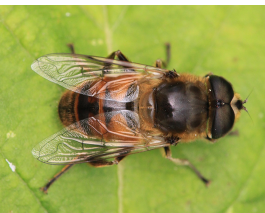 <p>fly of 4-25mm, single pair of wings, black and yellow bands, covered with fine yellow hairs, aquatic larvae with air tube on posterior</p>