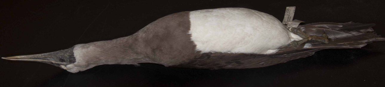 <p>Booby</p>
