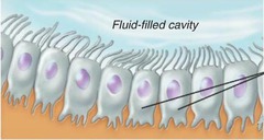 <p>- Line cavities of the brain and spinal cord, circulates/produces cerebrospinal fluid</p>