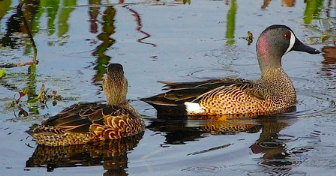 <p>females have blue wing band</p>