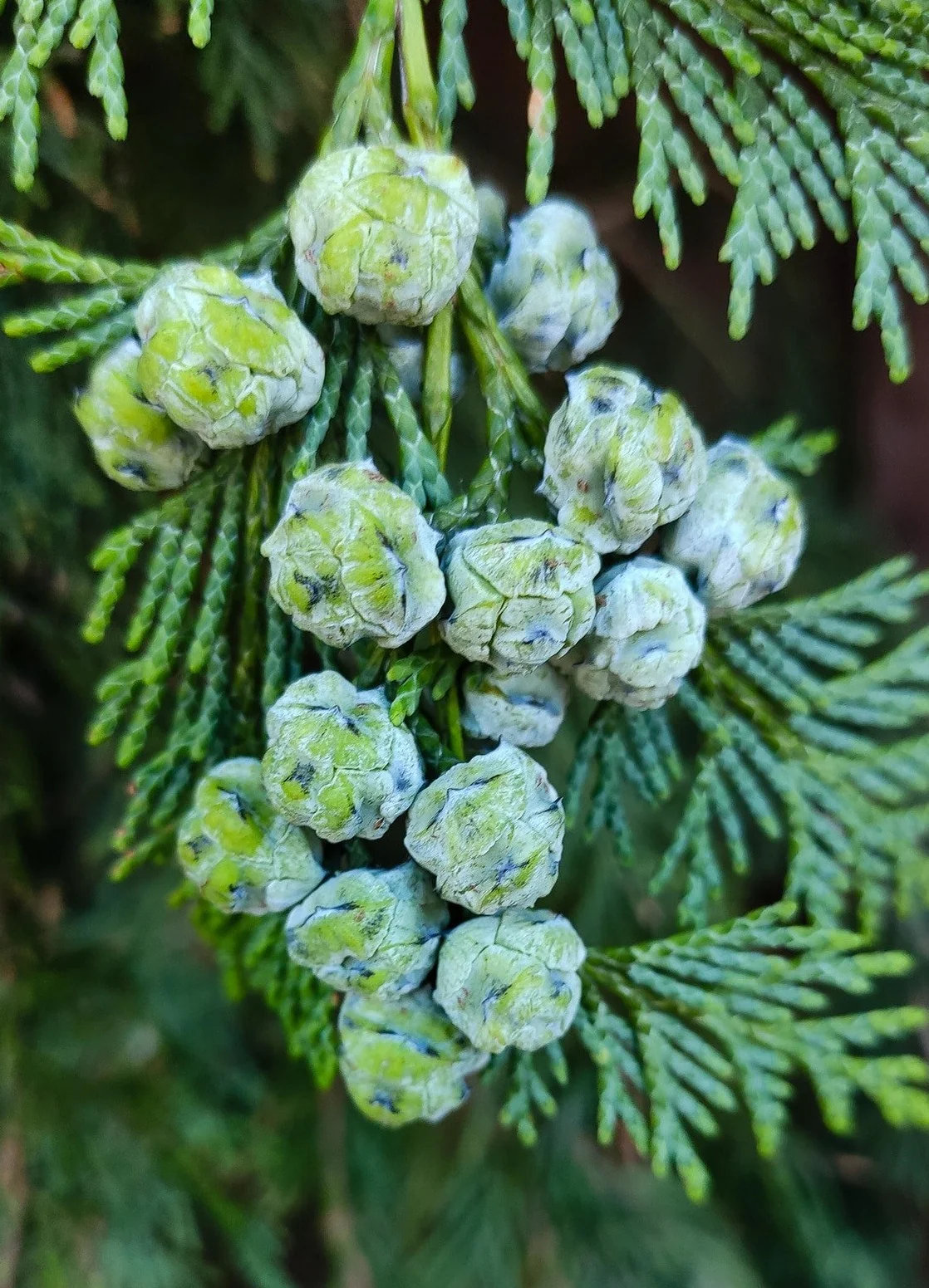 <p>Chamaecyparis lawsoniana</p>