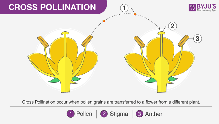 <p>Cross-pollination</p>