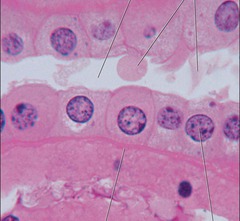 <p>single layer of cube shaped cells</p>