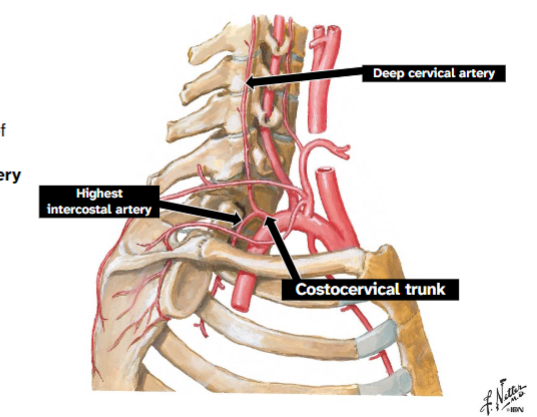<p>From posterior aspect of subclavian, deep to anterior scalene</p><p>2 branches: Deep cervical artery (deep muscles of back of neck) Highest intercostal artery (supplies first two intercostal spaces) </p>