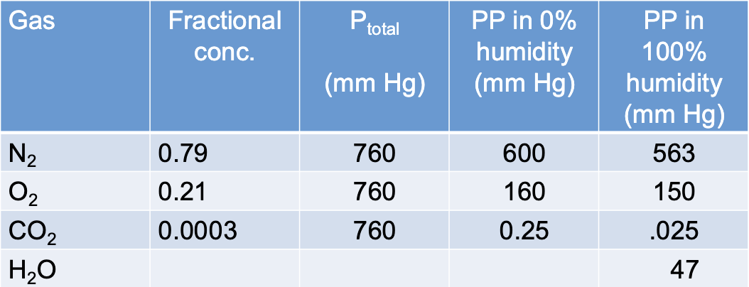 <ul><li><p>the presence of water vapor contributes to the total air pressure, and therefore negatively impacts the partial pressures of other gases in the air</p></li><li><p>lowers the partial pressures</p></li></ul><p></p>