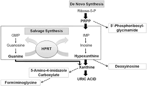 <p>Because de novo purine synthesis is energy-intensive, what do cells use to recycle bases from degraded nucleotides </p>