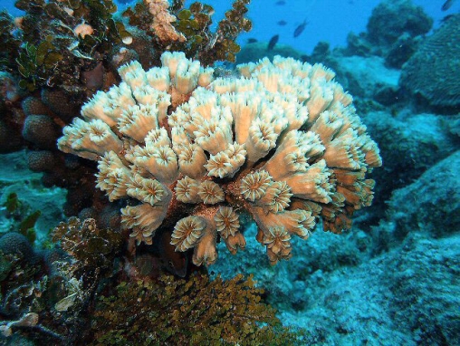 <p>Phaceloid clumps; long tubular cups with flower like openings</p>
