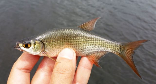 <p>Deep-bodied golden shiner with upturned mouth and bronze-gold coloration.</p>
