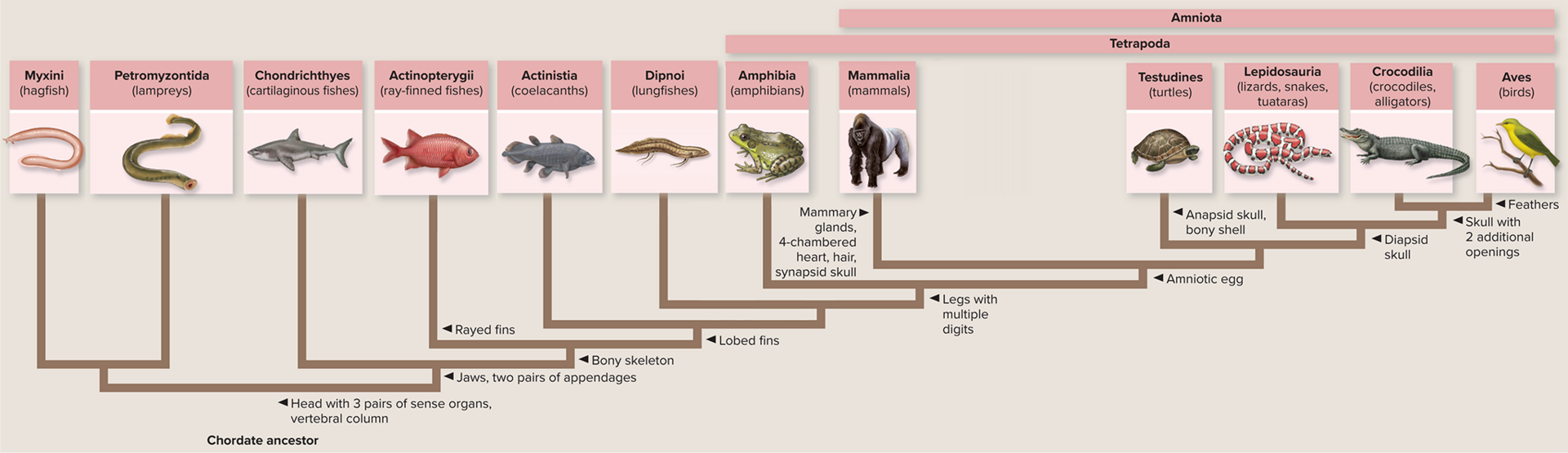 <p>The term "fishes" lumps together many distinct lineages that do not all share a single common ancestor exclusive to fish — they are spread across multiple branches of the vertebrate phylogenetic tree. It is a convenient grouping for diversity, not a true clade.</p>