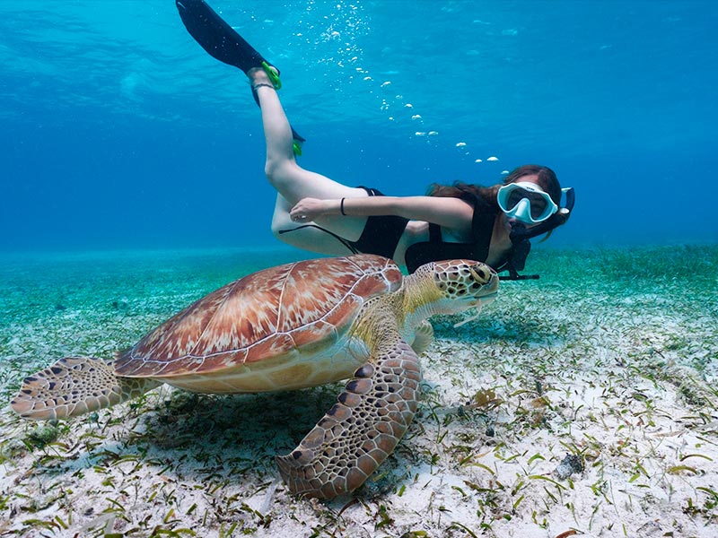 <p>to snorkel / scuba dive</p>