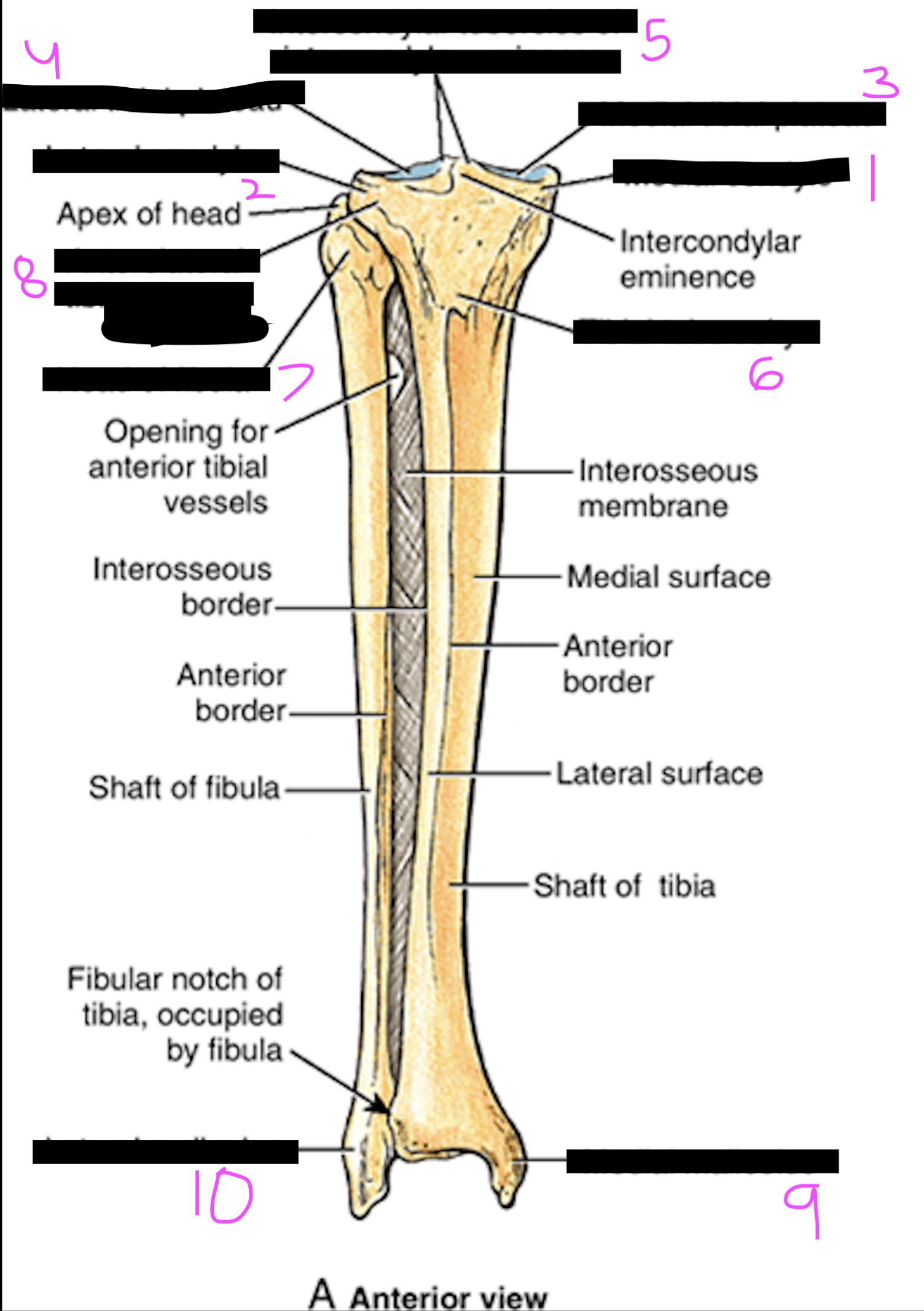 <p>label this diagram of the tibia and fibula</p>