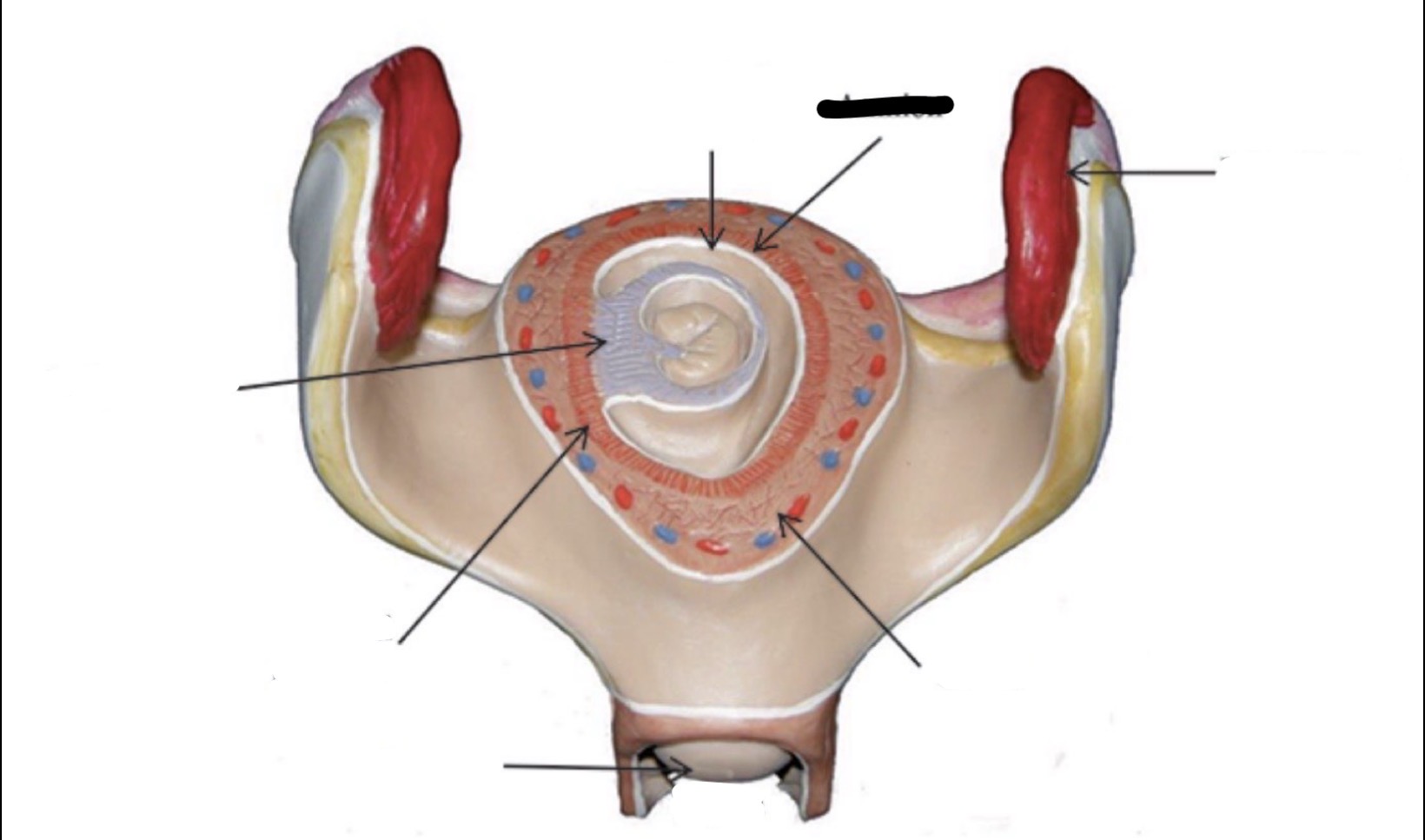 term image