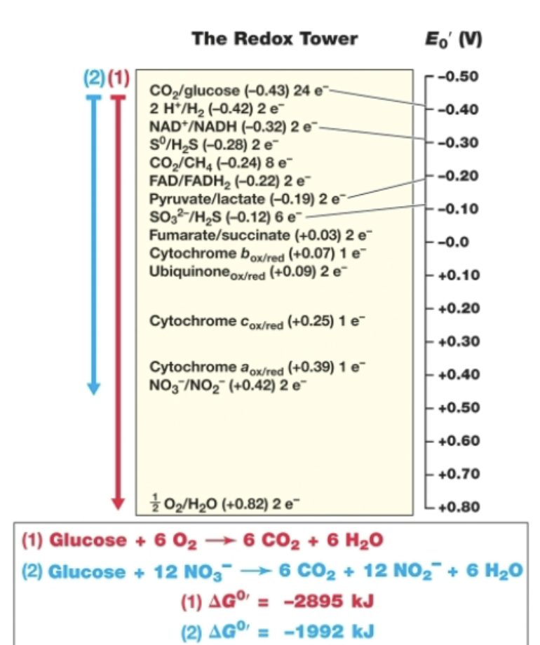 <p>electron tower organizes compounds based on their E<sub>o</sub> , going from least (high oxidation potential, electron donor) to greatest (high reduction potential, electron acceptor) values. electrons can only spontaneously fall down the electron tower. electrons must flow from a more negative potential to a more positive one. in the tower, oxidized forms are on left, reduced forms on right. </p>