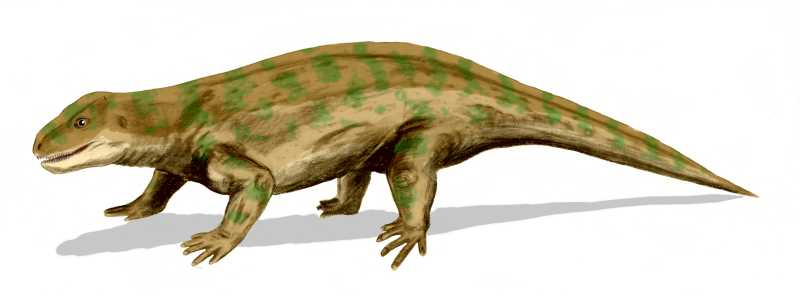 <p><mark data-color="rgba(0, 0, 0, 0)" style="background-color: rgba(0, 0, 0, 0); color: inherit;">a group of extinct, primitive tetrapods historically known as "stem reptiles."</mark><span> They flourished from the Late Carboniferous to the Triassic periods and were traditionally considered the ancestral stock for all later amniotes (reptiles, birds, and mammals)</span></p>