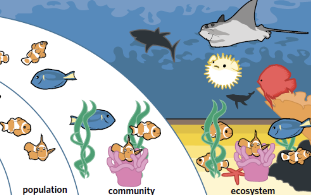 <ul><li><p>group of individuals of the <strong>same species</strong> living in the <strong>same </strong>geographic location </p></li><li><p>number of individuals in a population and is dependent on <strong>immigration, emigration, births, deaths </strong></p></li></ul><p></p>