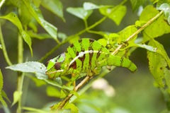 <p>Natural (unconscious) tendency to imitate other peoples speech, inflections & physical movements</p>