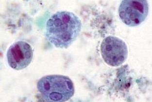 <p><span style="background-color: rgba(0, 0, 0, 0); line-height: 19.7625px;">What is the species in this photo?</span></p>