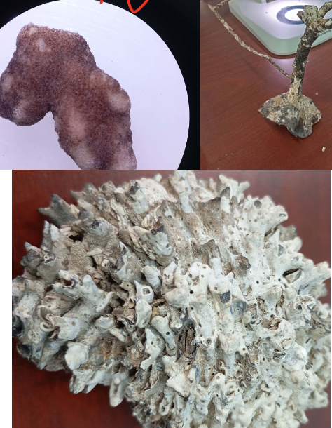 <p><strong>FILO</strong><br><strong>CLASE</strong><br><strong>ORDEN</strong><br><strong>CARACTERÍSTICAS</strong><br><strong>HABITAT</strong></p>