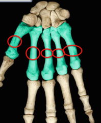 <p>Long curved portion</p>