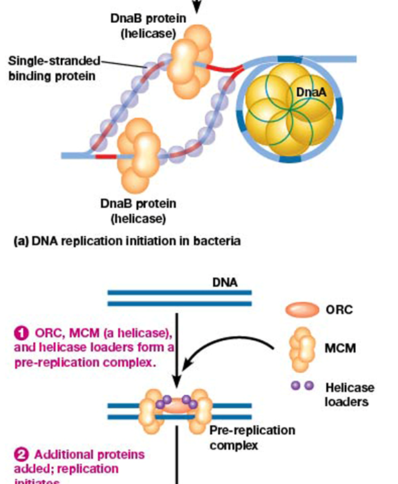 <p>acts as DNA helicase to unwind DNA strands</p>