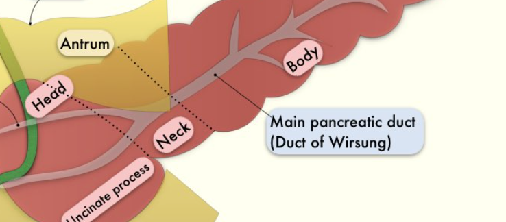 <p><span>a crucial tube running through the pancreas that transports digestive enzymes to the small intestine</span></p>