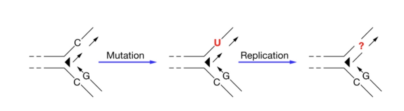 <p>A certain type of mutation converts the base cytosine into uracil. If this mutation is not repaired when the DNA replicates, as shown in the diagram, which of the following changes is most likely to result?</p><p>(A) The uracil will be replaced with cytosine in the replicated DNA because uracil is in RNA and not DNA. </p><p>(B) Uracil will base pair with adenine, resulting in a thymine-to-adenine base pair in the replicated DNA. </p><p>(C) The DNA will become single stranded because uracil cannot base pair with adenine or guanine. </p><p>(D) The DNA will no longer encode a protein because uracil is not recognized by ribosomes during protein synthesis</p>