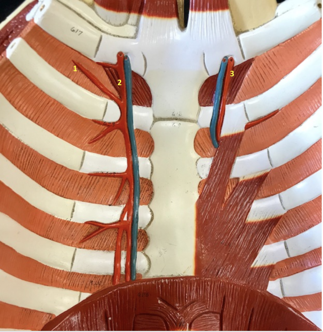 <p>Thoracic Wall - Internal Surface</p><p>1. Left anterior intercostal artery</p><p>2. Left internal thoracic artery</p><p>3. Right internal thoracic artery</p><p></p>