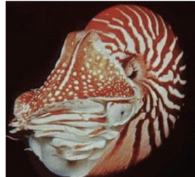 <p>what, phylum, class</p>