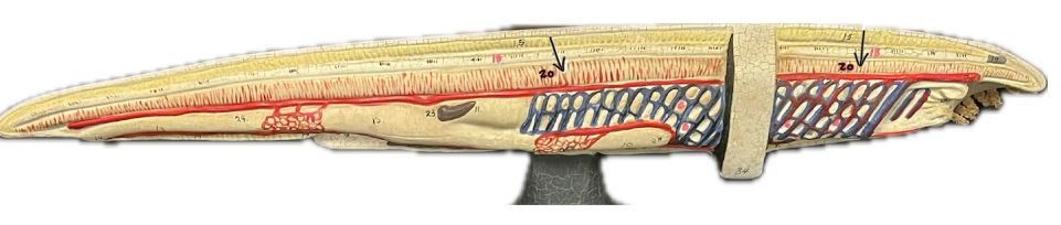 <p>In this model of a lancelet, what is number 20 pointing to?</p>