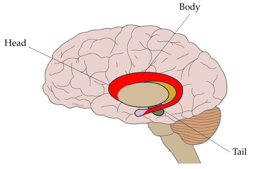 <p>Head, body and tail (ends near amygdaloid body)</p>