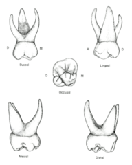 <p>- shape similar to maxillary first permanent molar</p><p>- smaller than permanent maxillary first molars but larger than primary maxillary first molars</p><p>- 4 major cusps and 5th minor Cusp of Carabelli</p><p>- cervically narrow</p>