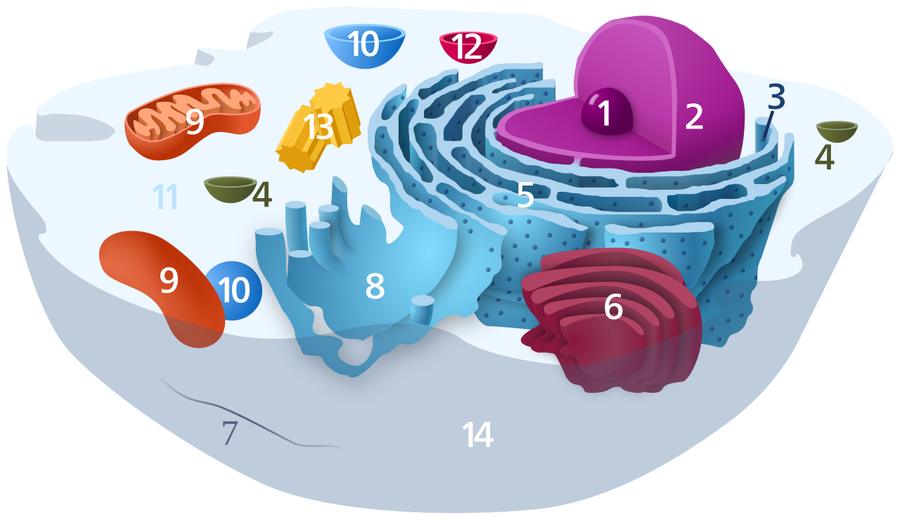 <p>What does the cytoplasm consist of in the cell?</p>